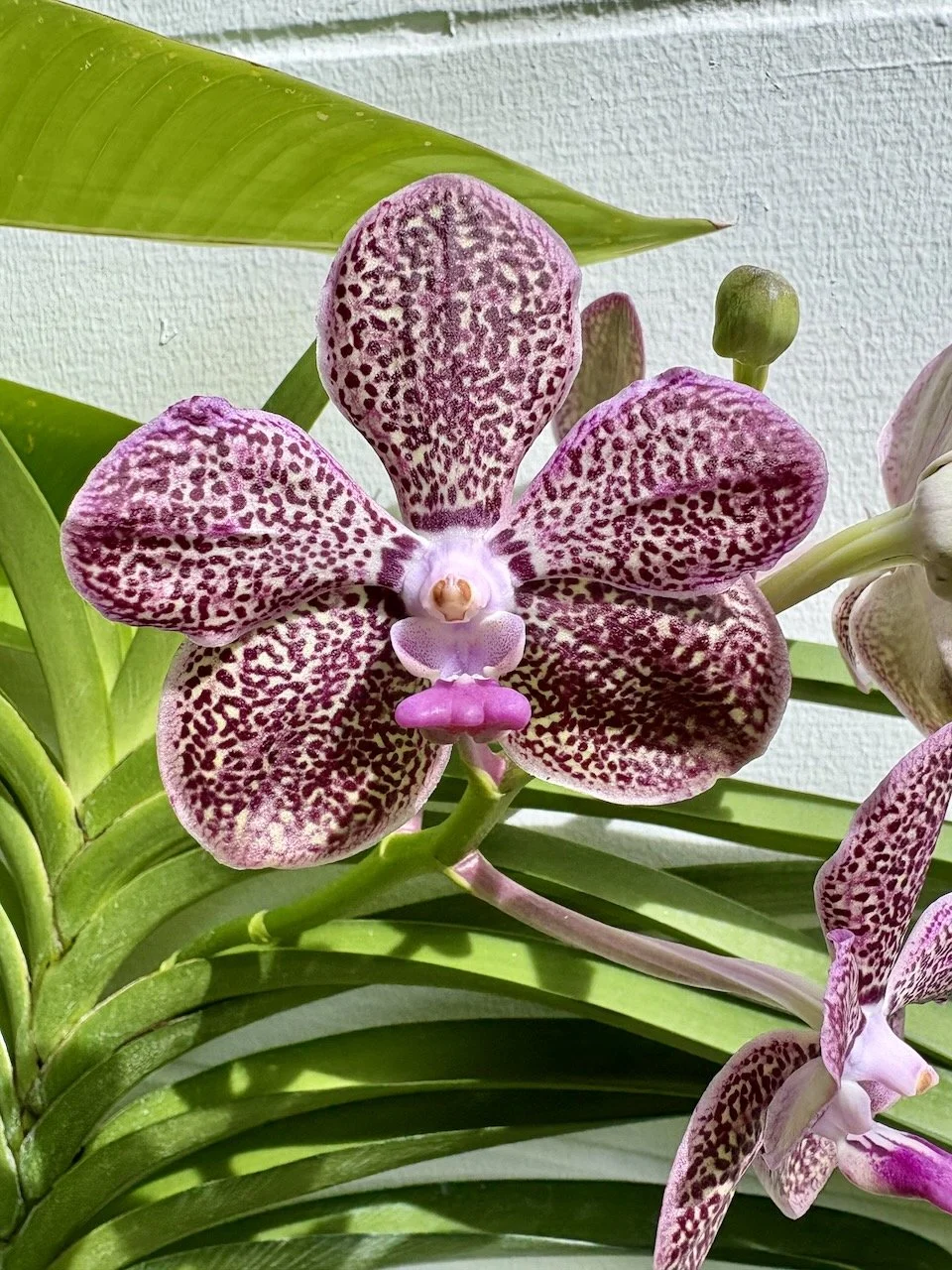 The orchid that we bought with Auntie Jas & Uncle Josh on the canal tour is blooming again!