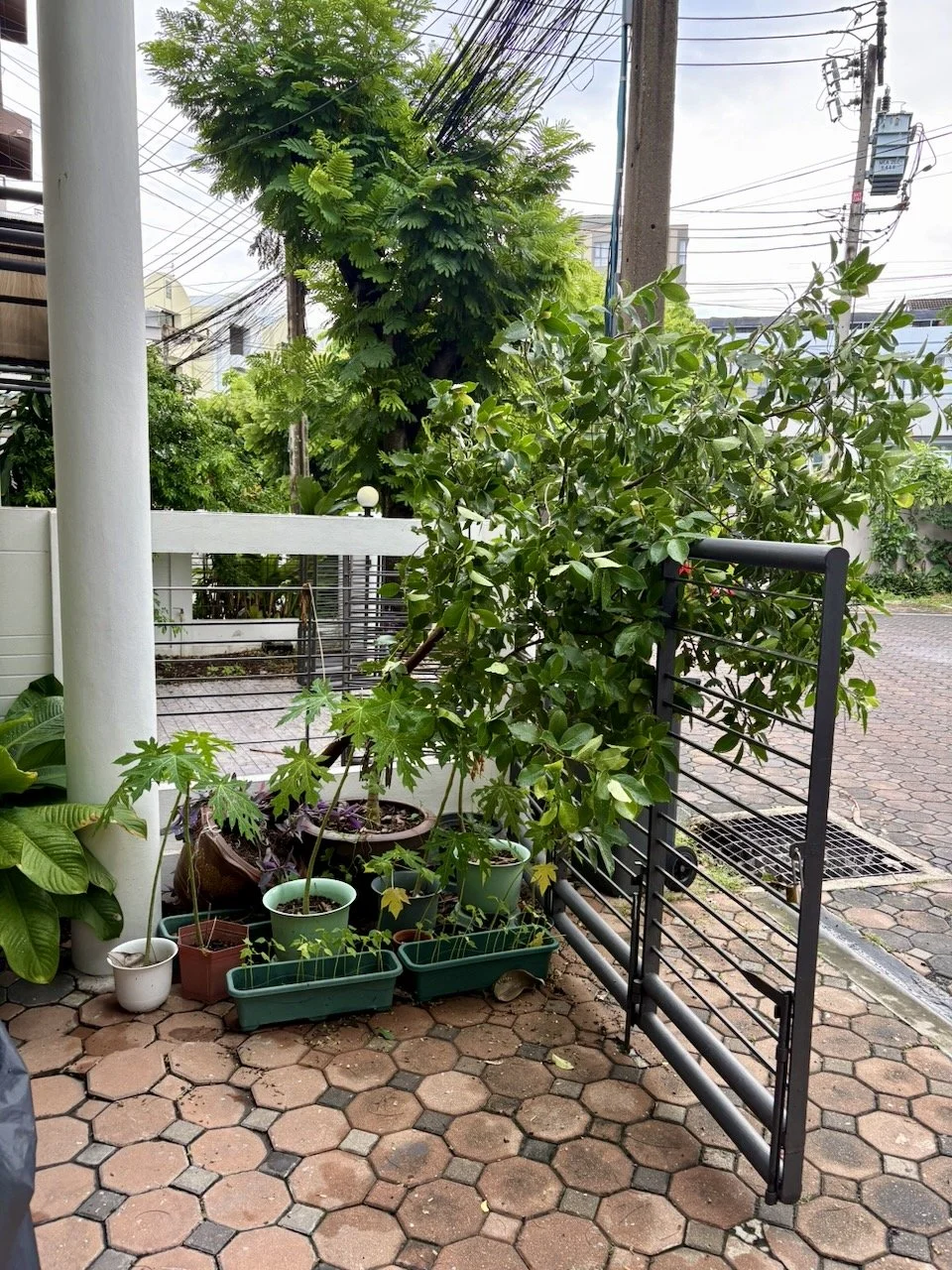 It was a very windy, stormy night. In addition to this tree, almost every plant on our balcony was toppled.