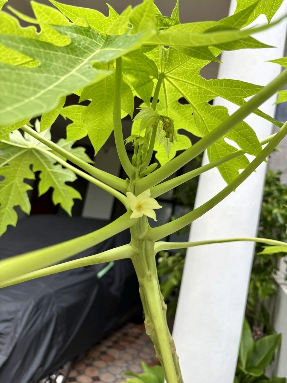 Our papaya has its first flower!