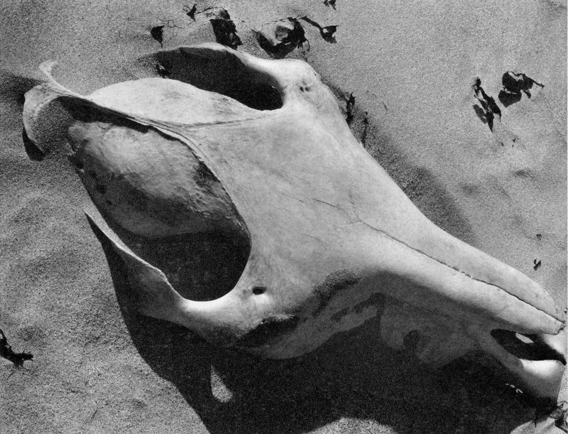 Skull (page 75)