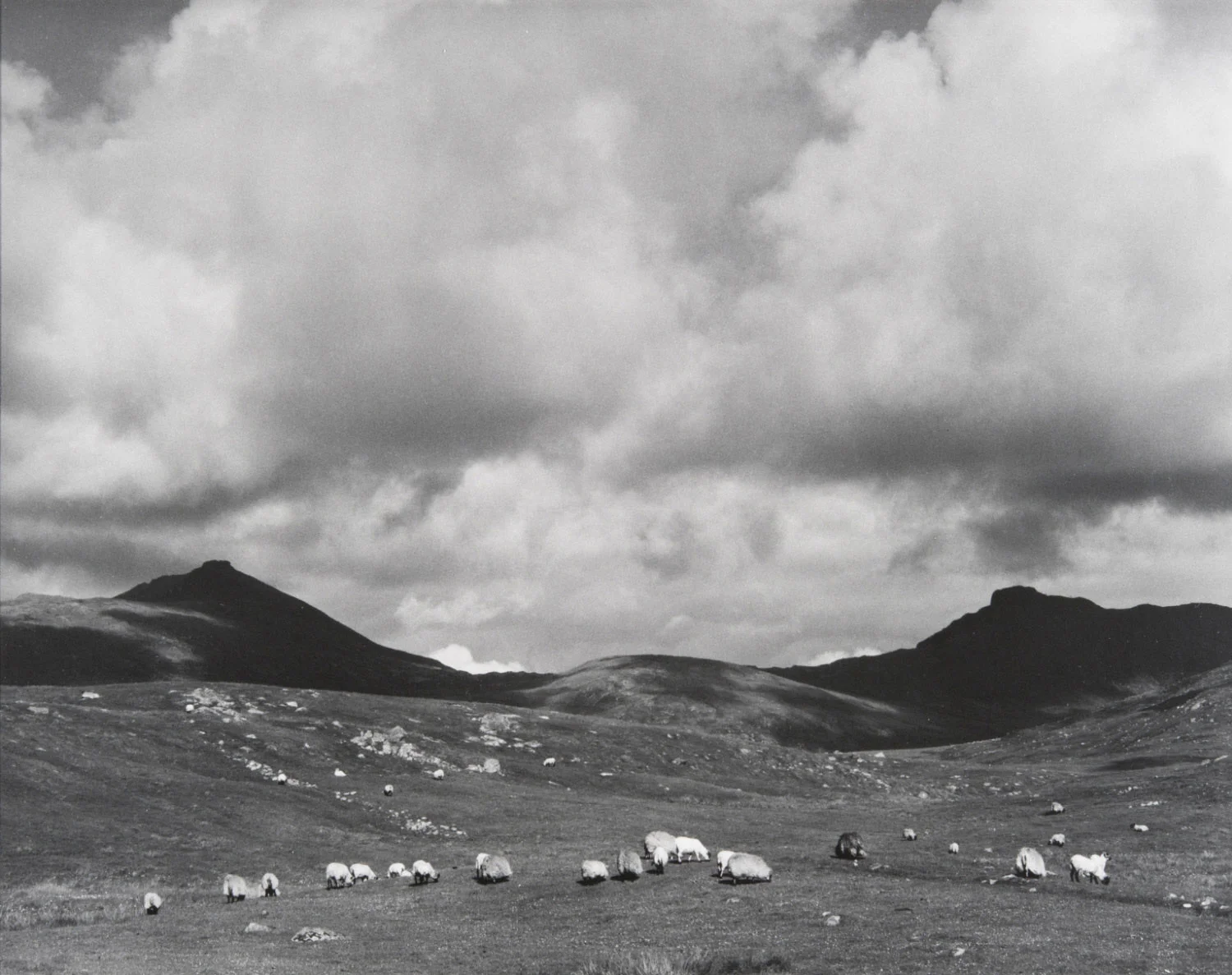 Sheep on the moor. Paul Strand, 1963