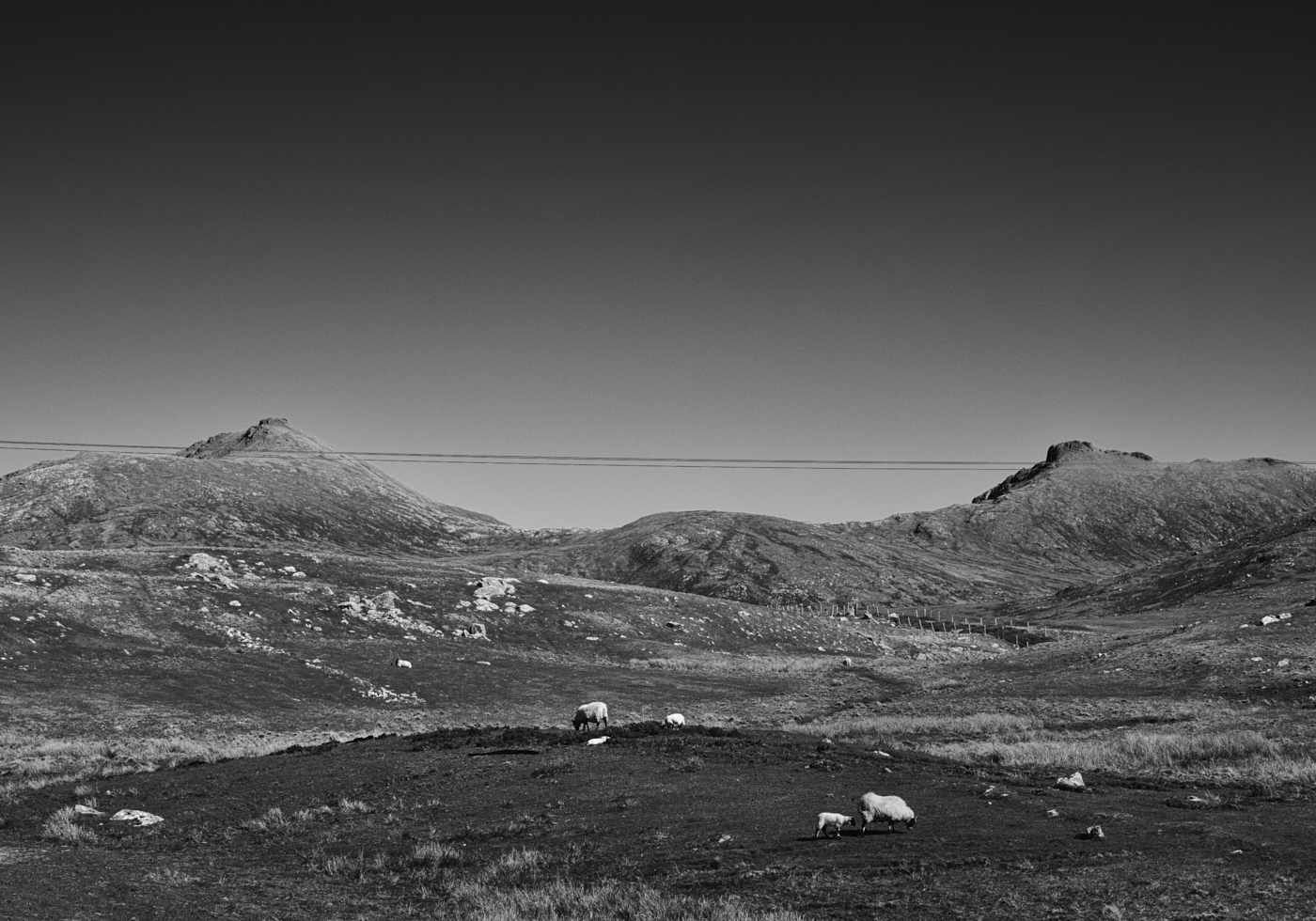 Sheep on the moor. Mark Farrington, 2017