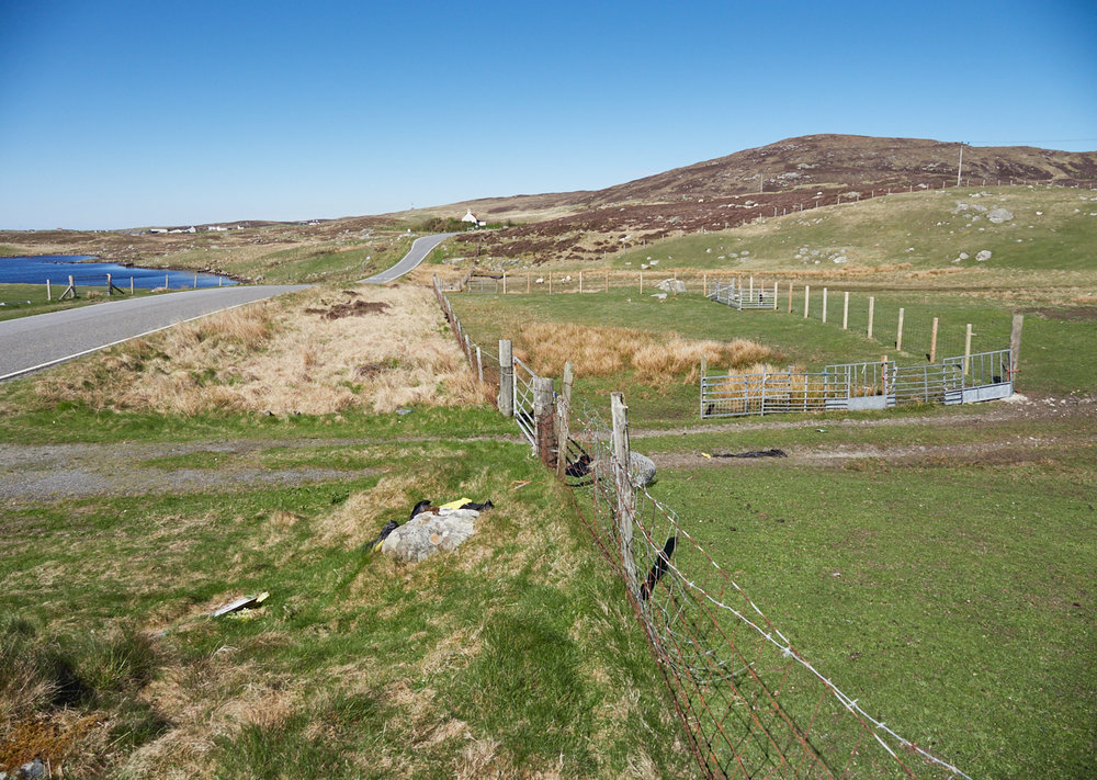 Sheep on the moor MF 2.jpg