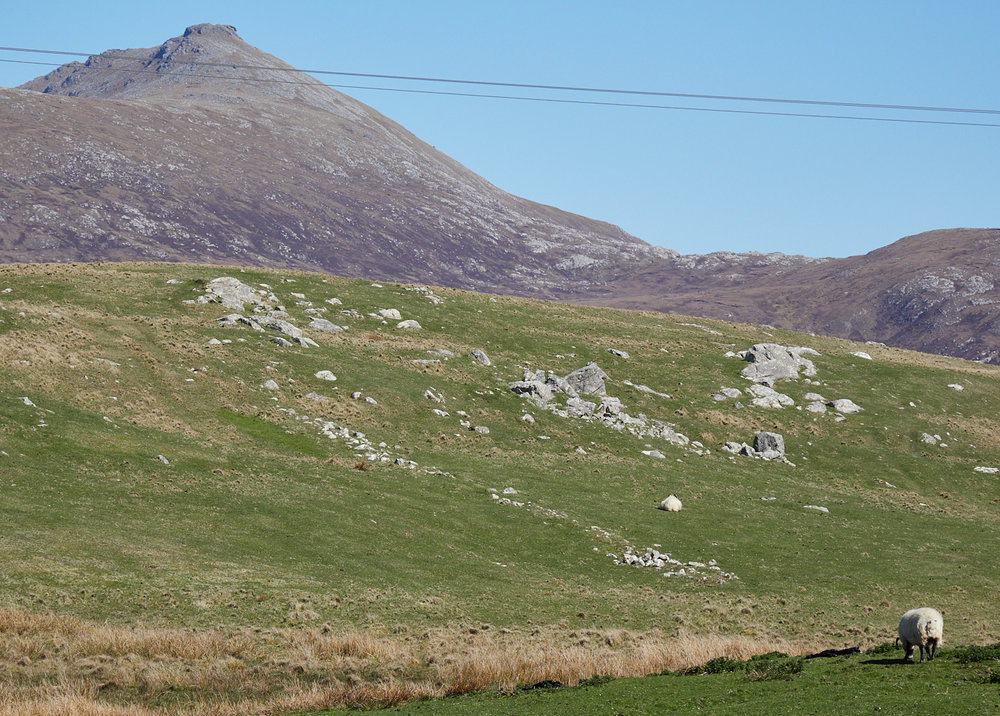 Sheep on the moor MF 4.jpg