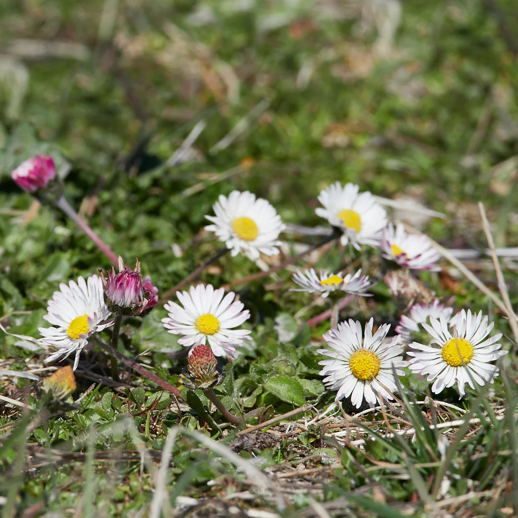 Daisies in the machair