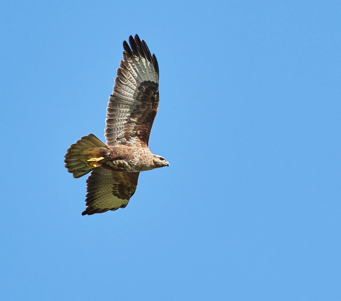 Buzzard