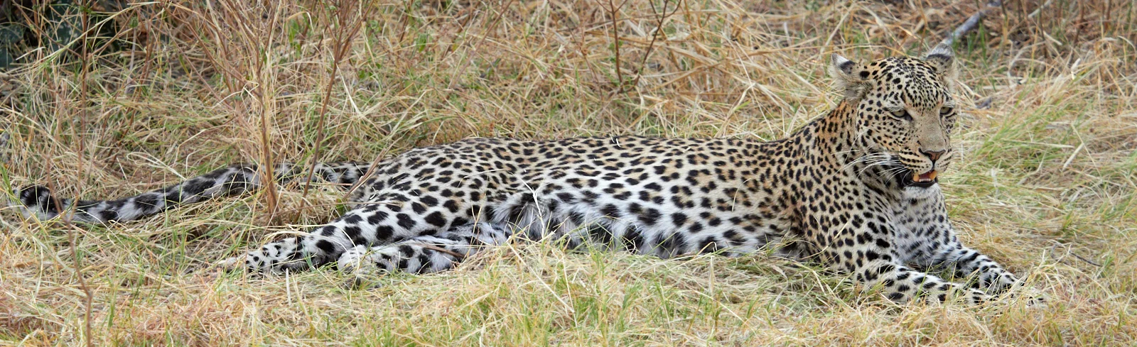 Long leopard 1600x1200 sRGB.jpg