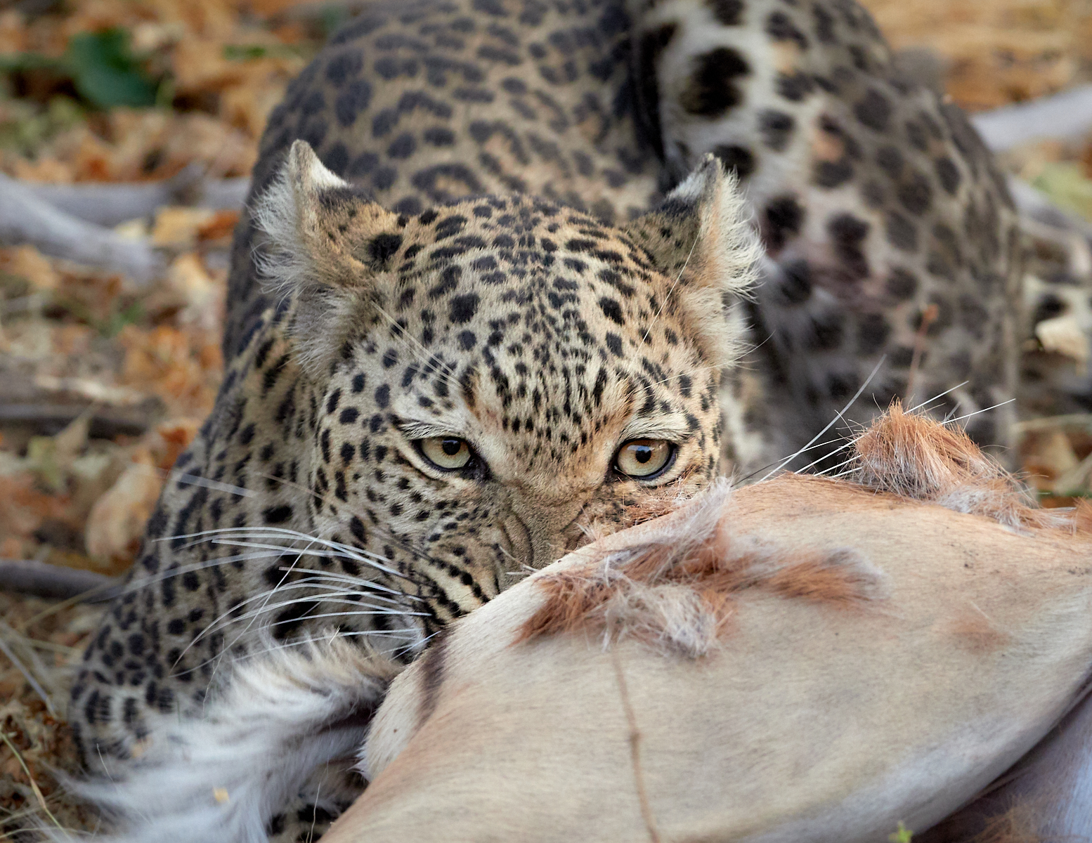 Chewing leopard 1600x1200 sRGB.jpg