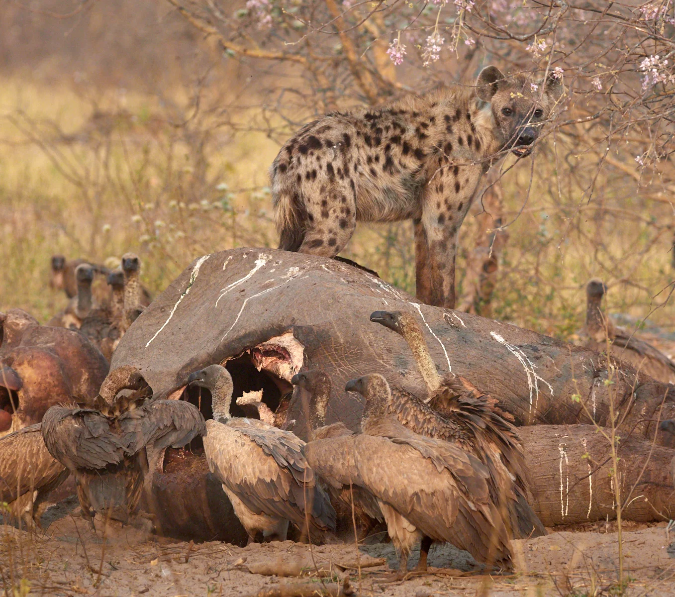 Spotted hyena on elephant killed 4 days before by lions of the Northern Pride, Savute