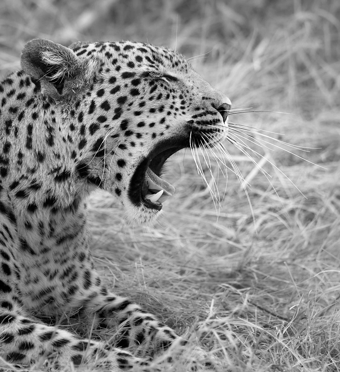 Yawning.