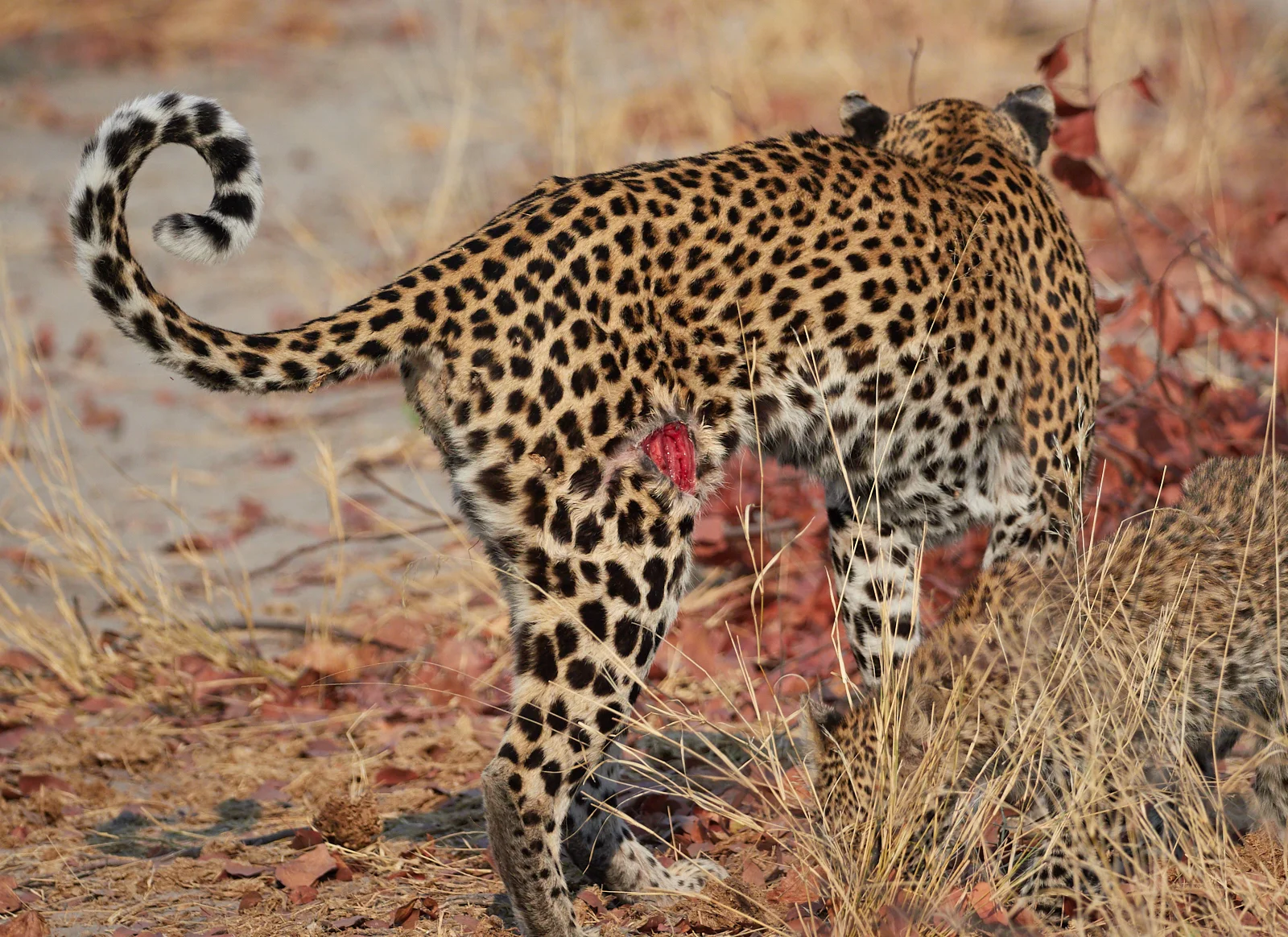 Gored leopard, probably from Warthog tusk.