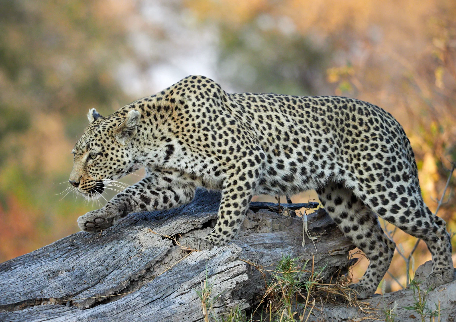 Searching for her cub.