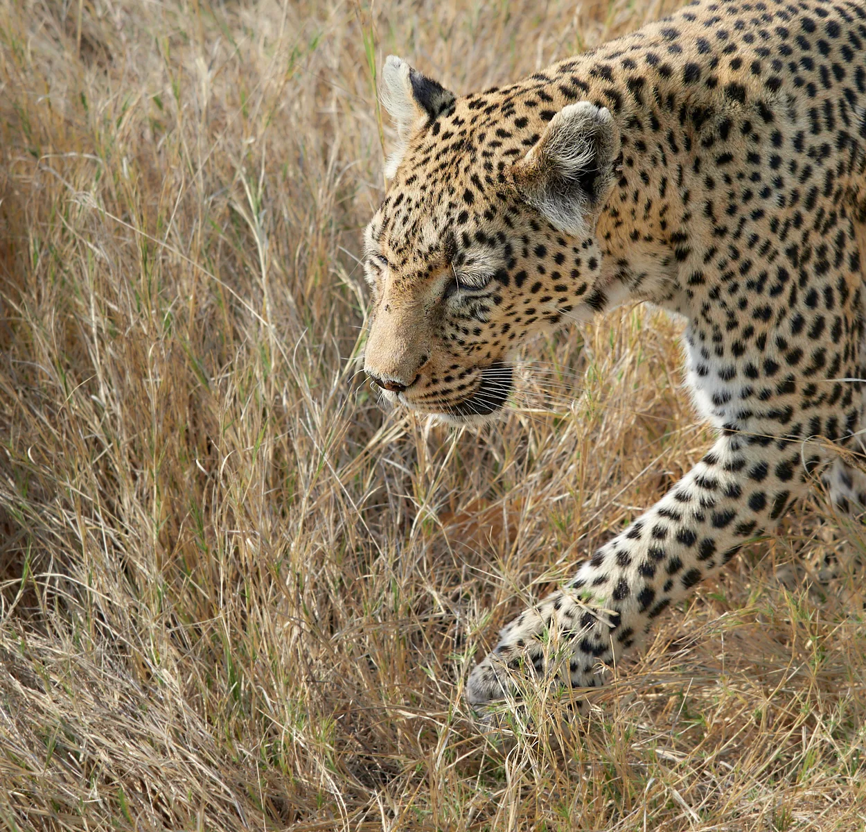 Leopard step.