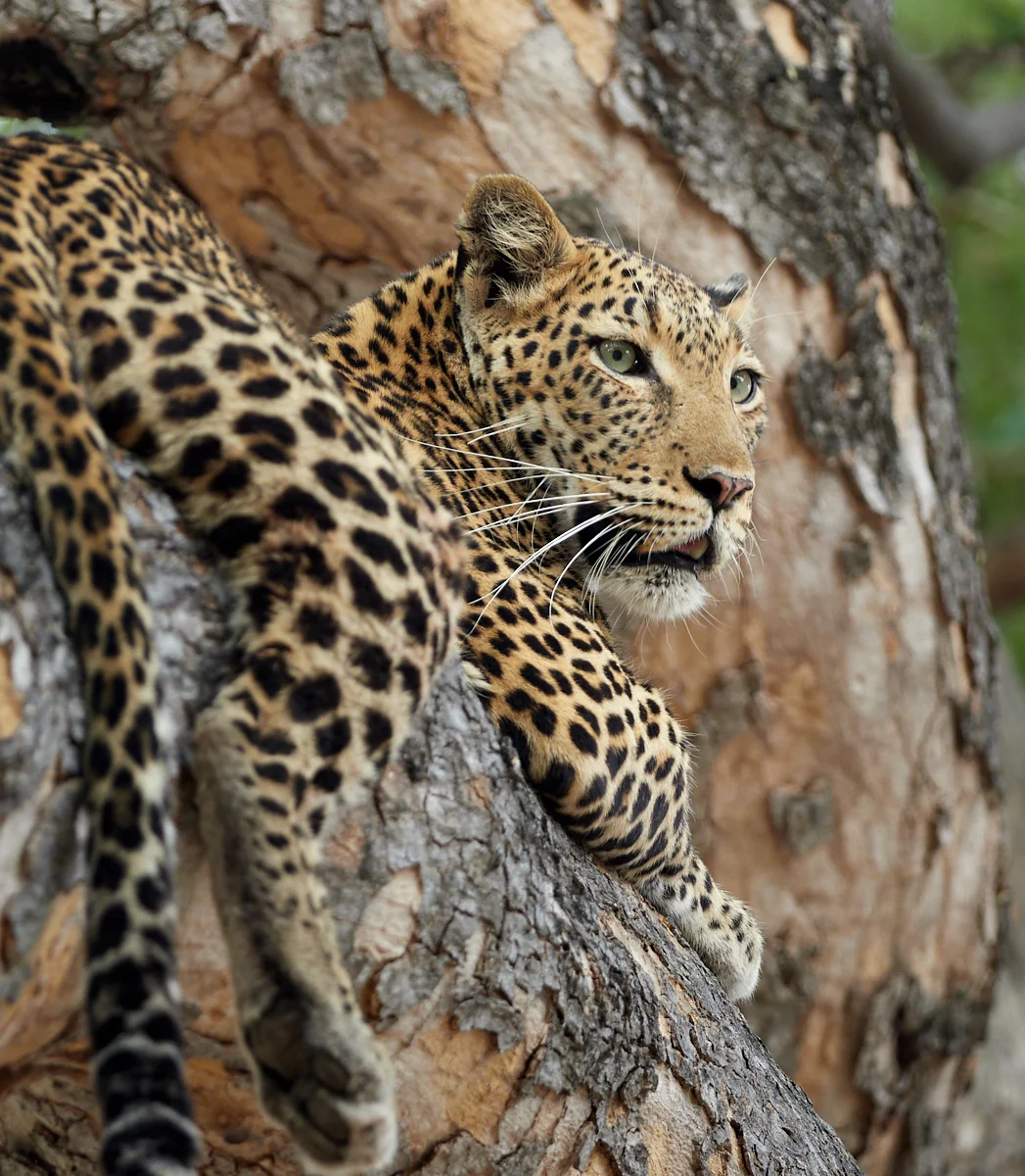 Treed leopard.