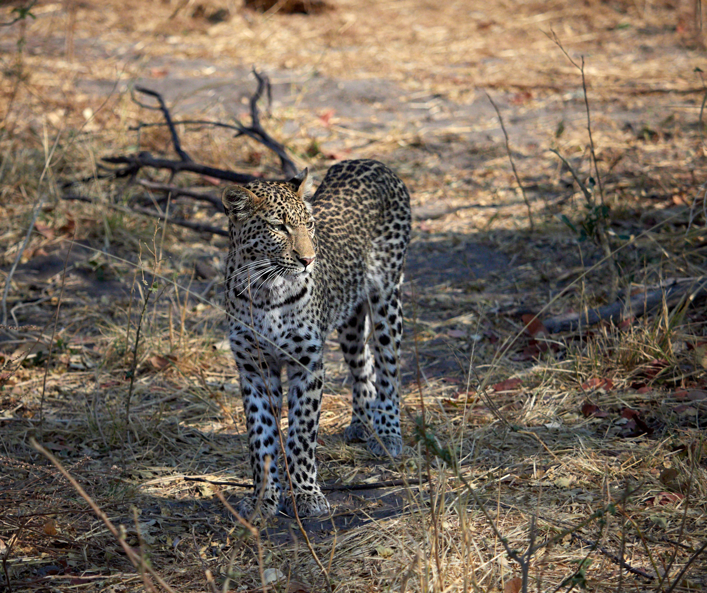 Dappled hunter.