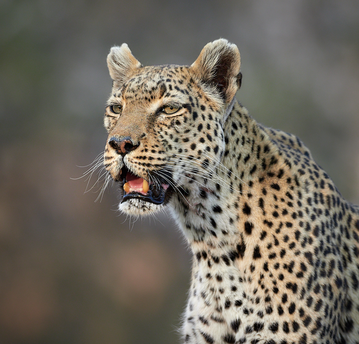 Leopardess portrait, Moremi