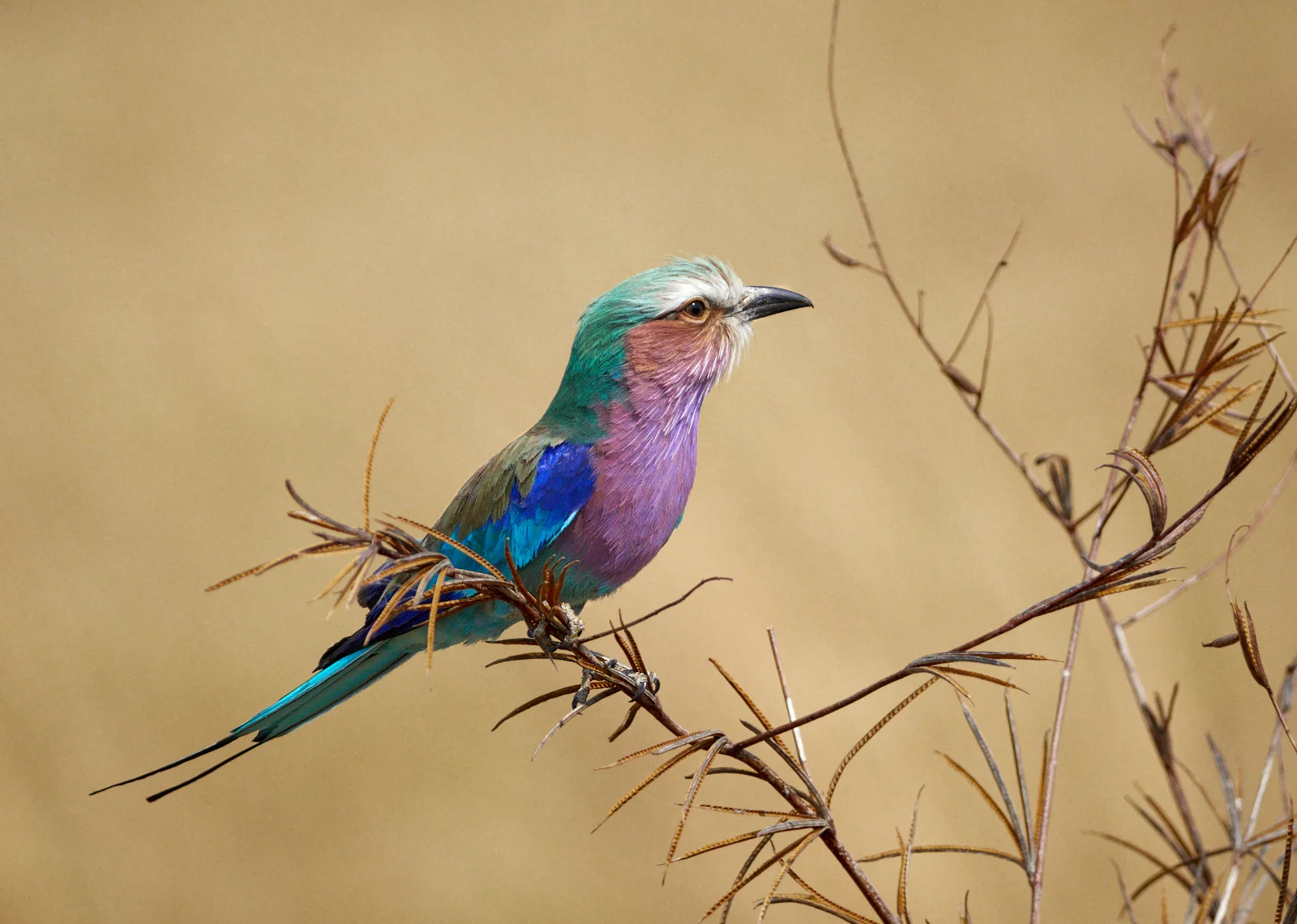 Lilac-breasted Roller, Savuti