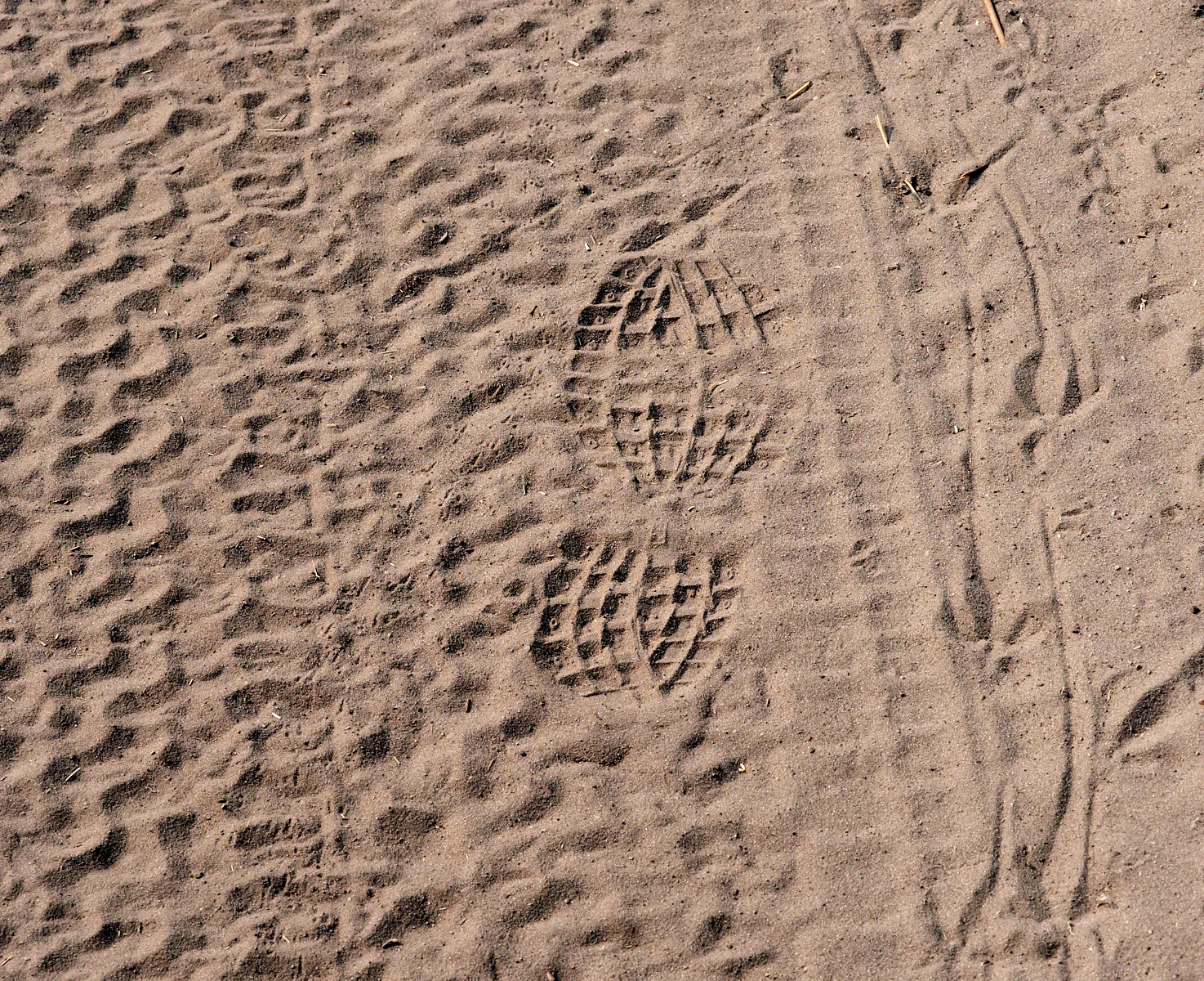 Tracks in the dust, Savuti