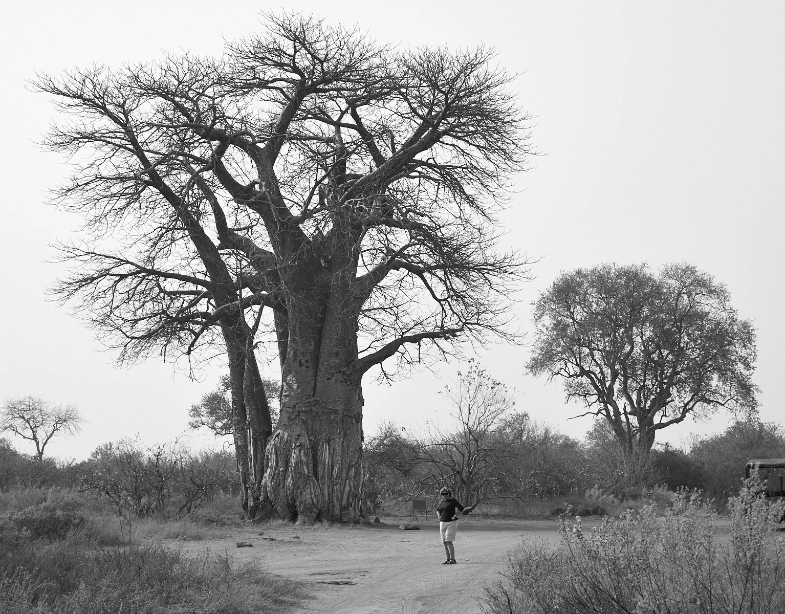 Baobabs, Savute