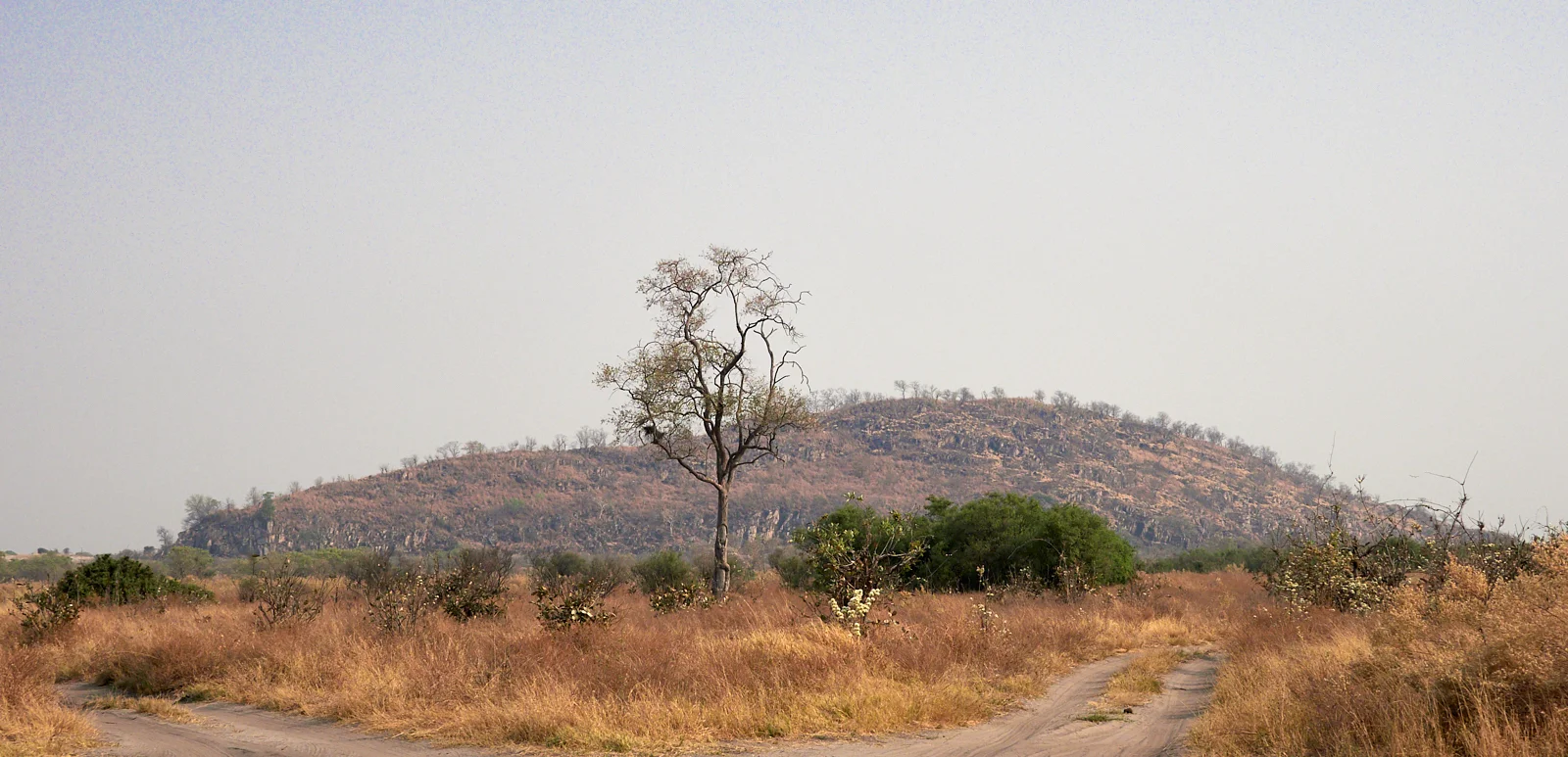 Leopard Hill, Savute