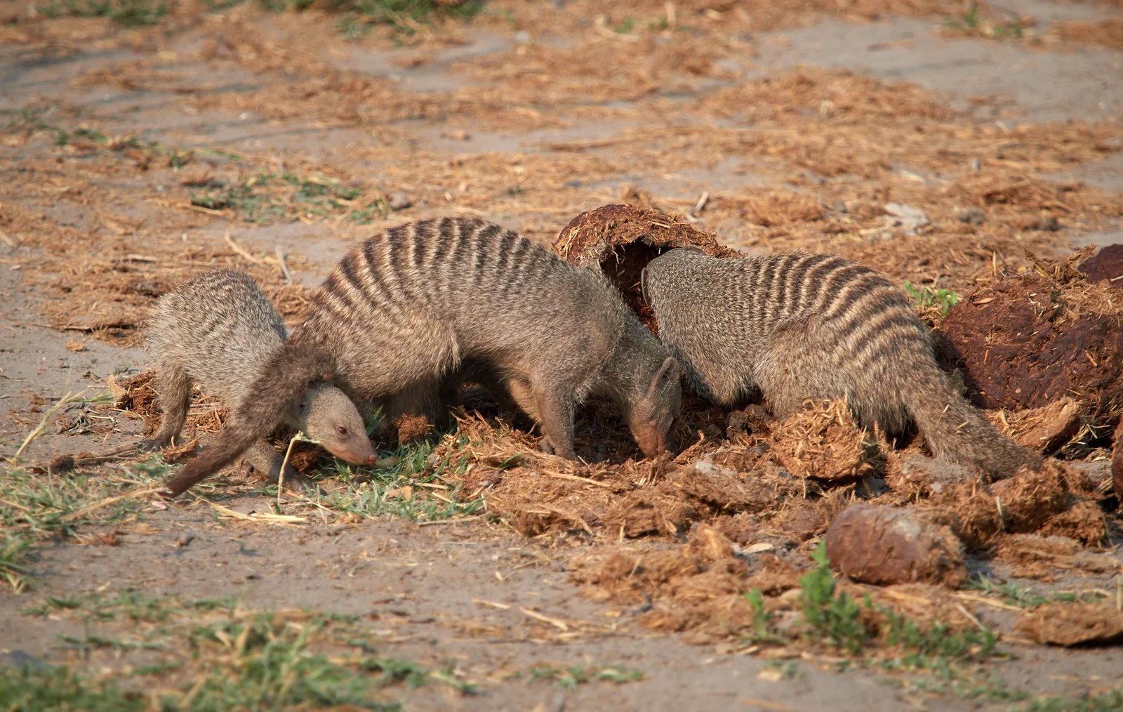 Banded mongoose on elephant dung