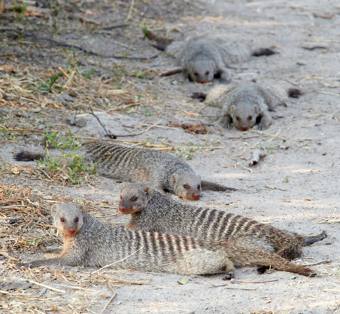 Banded mongoose resting 1600x1200 sRGB.jpg