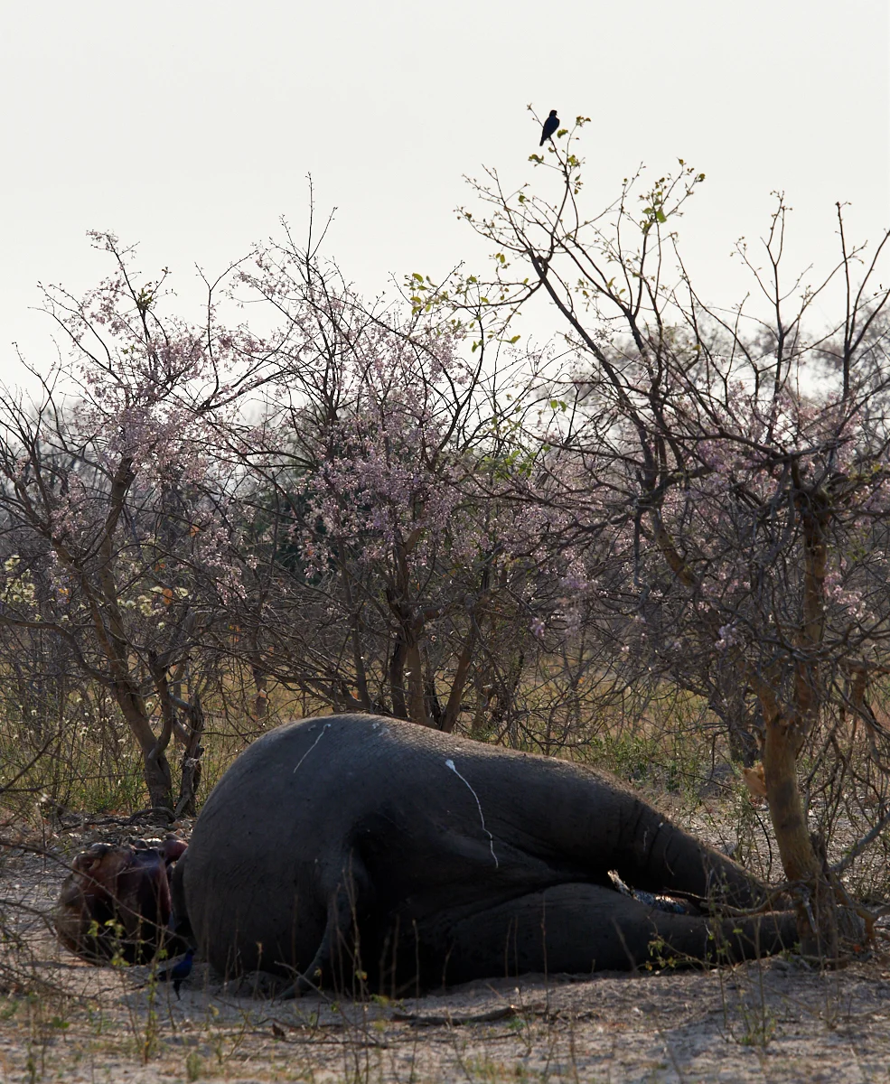 Day 1: awaiting the hyena