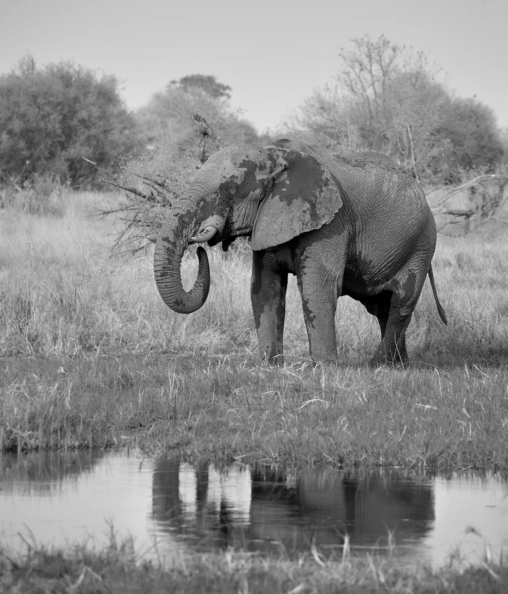 Elephant reflection mono 1600x1200 sRGB.jpg