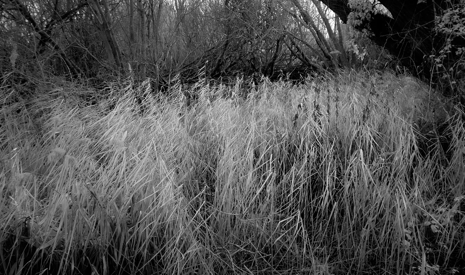 Reed bed