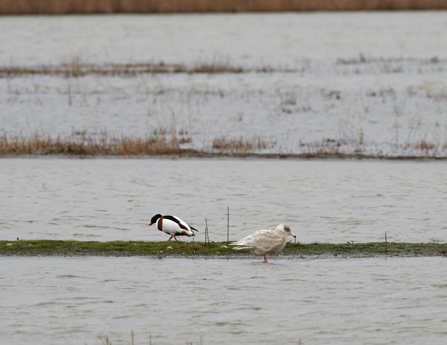 Glaucous Gull with Sheduck