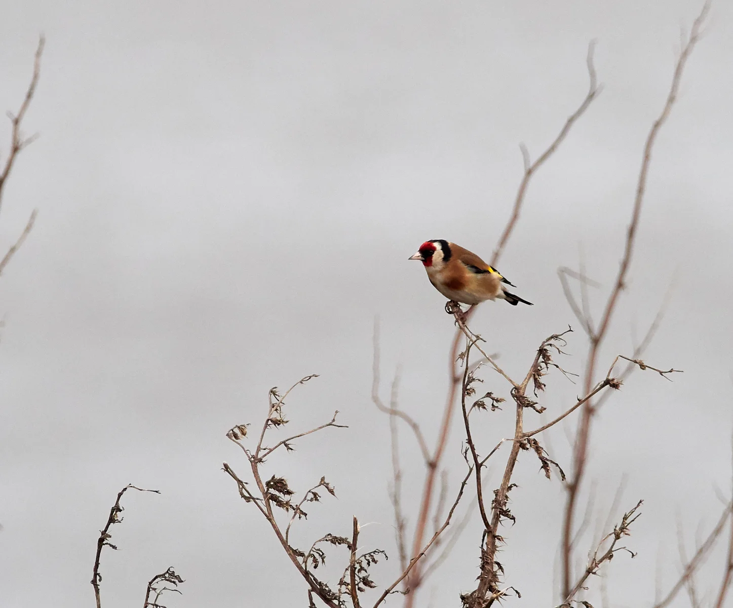 Goldfinch