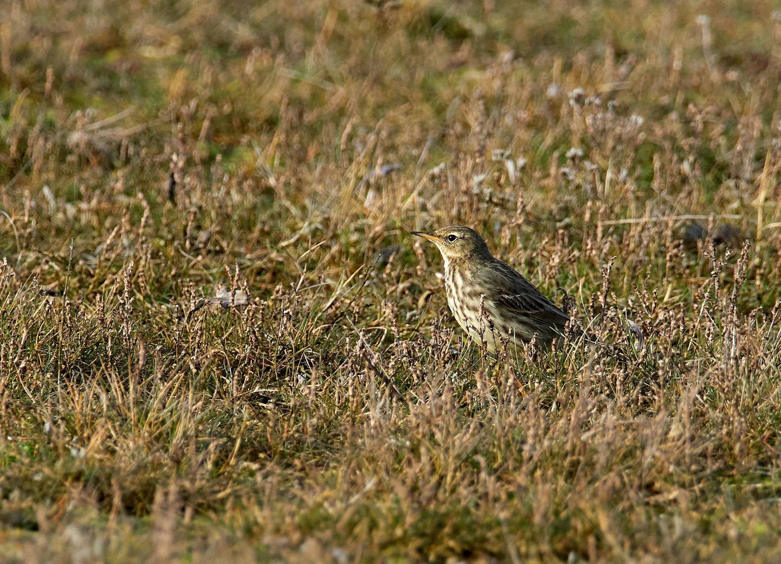Rock Pipit