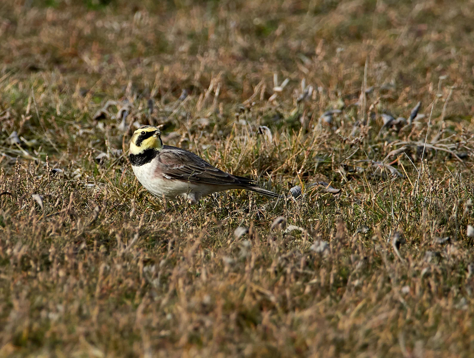 Shore lark