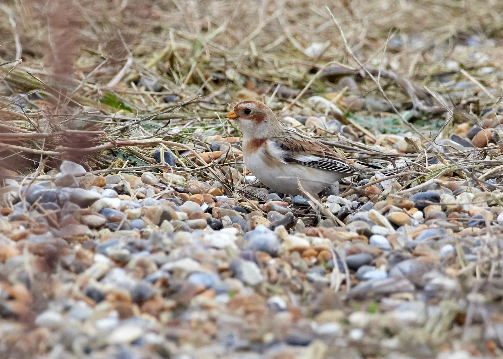 Snow bunting
