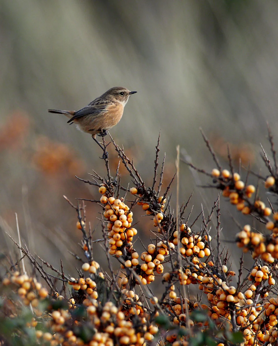 Stonechat on Sea Buckthorn