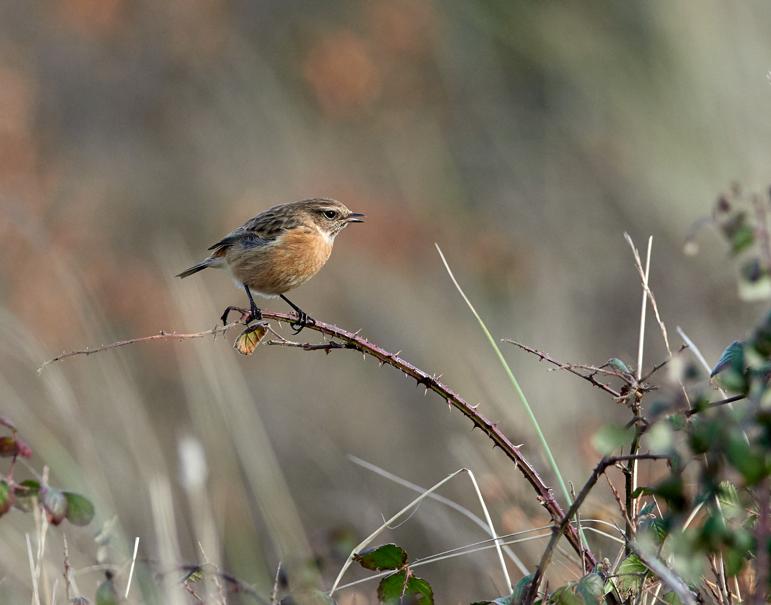 Stonechat calling