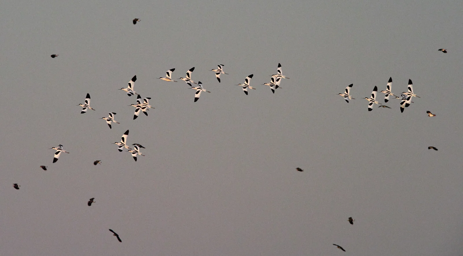 Wheeling Avocets