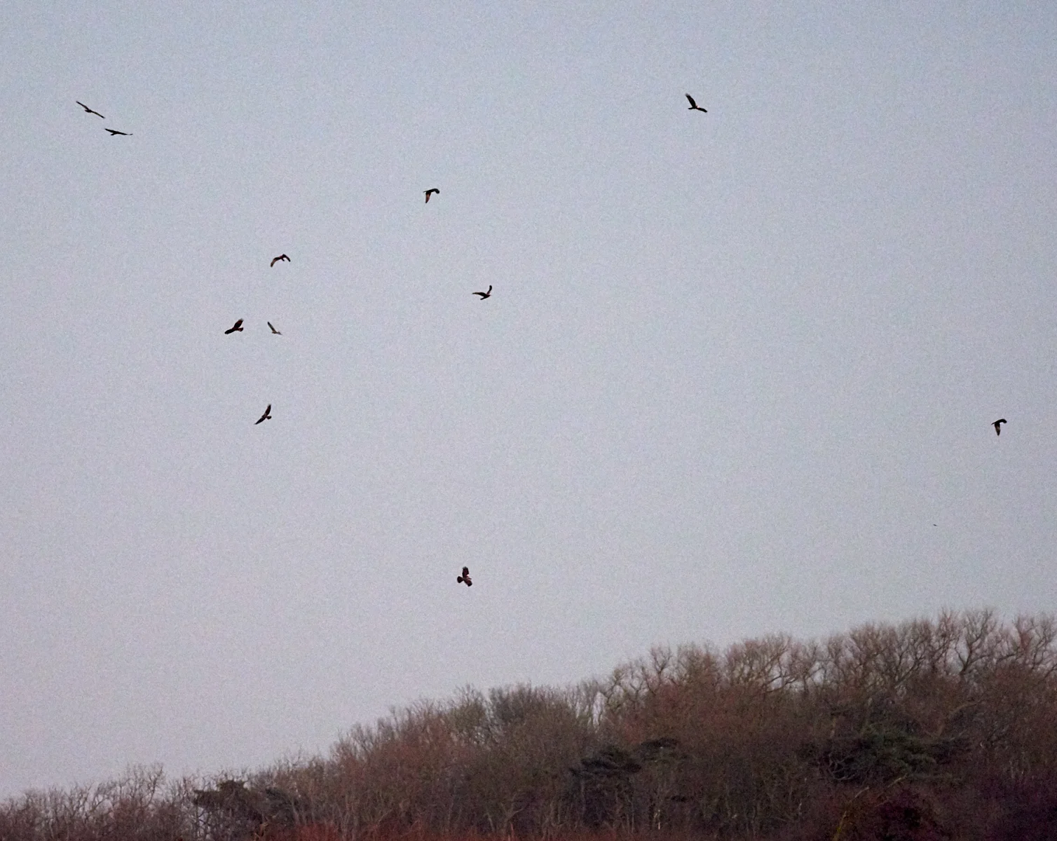 Evening raptor roost