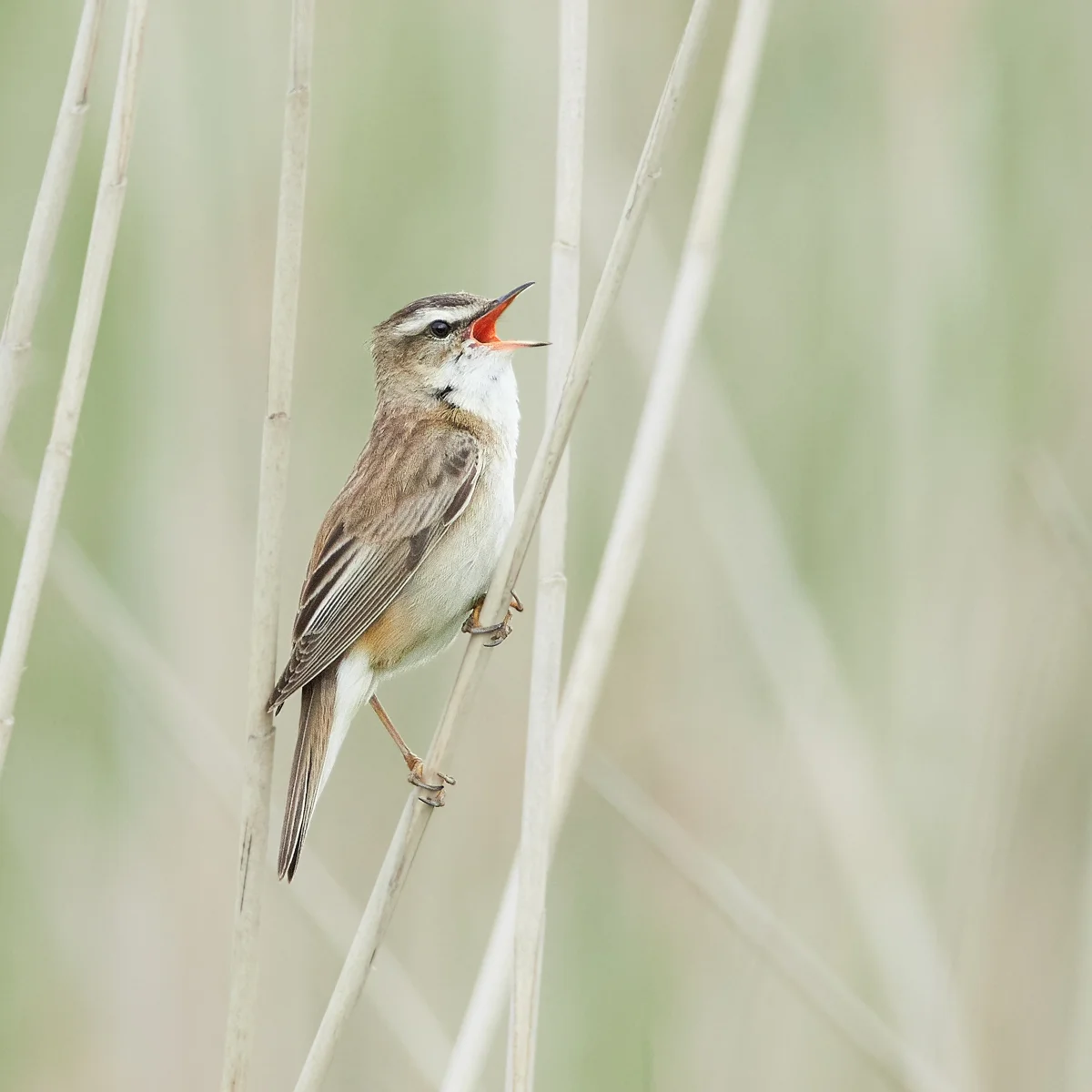 Sedge warbler calling