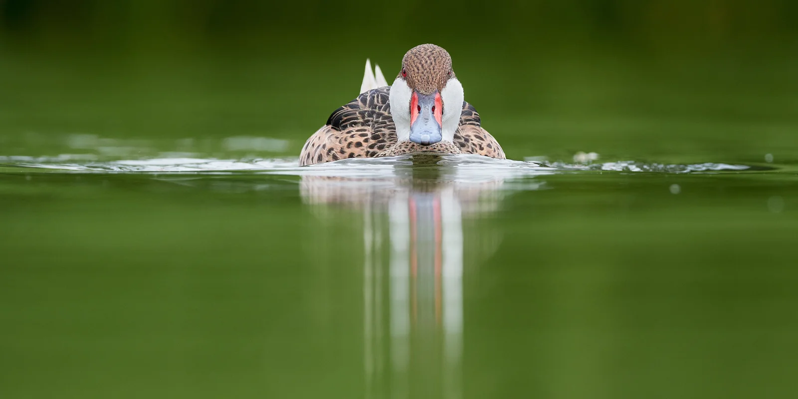White-cheeked pintail