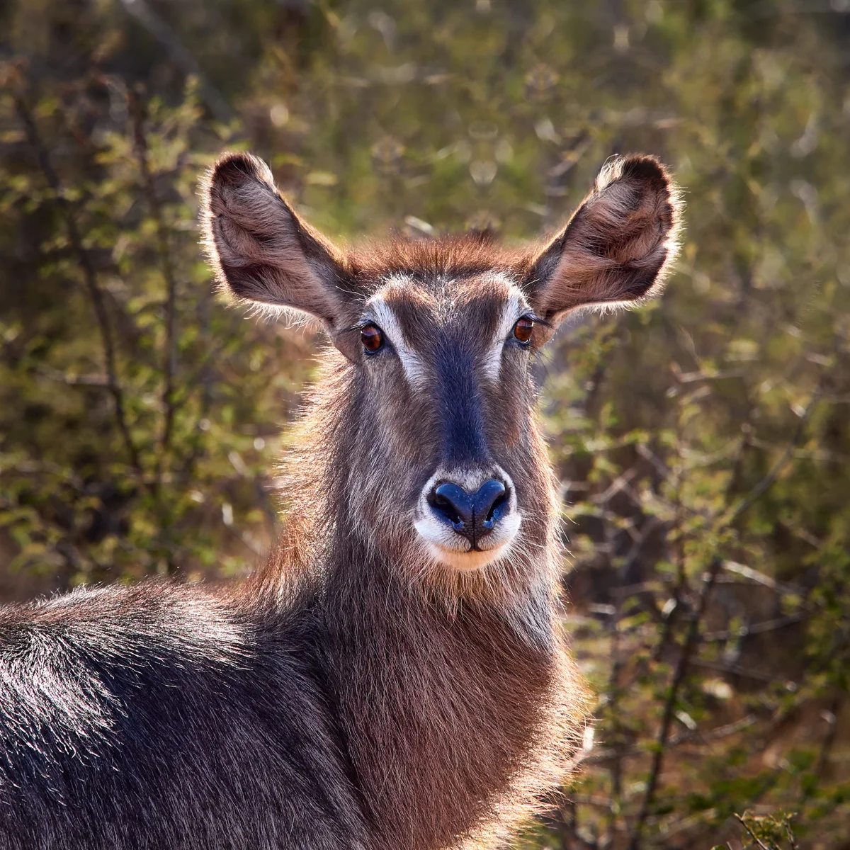 Waterbuck portrait, Madikwe wildlife reserve