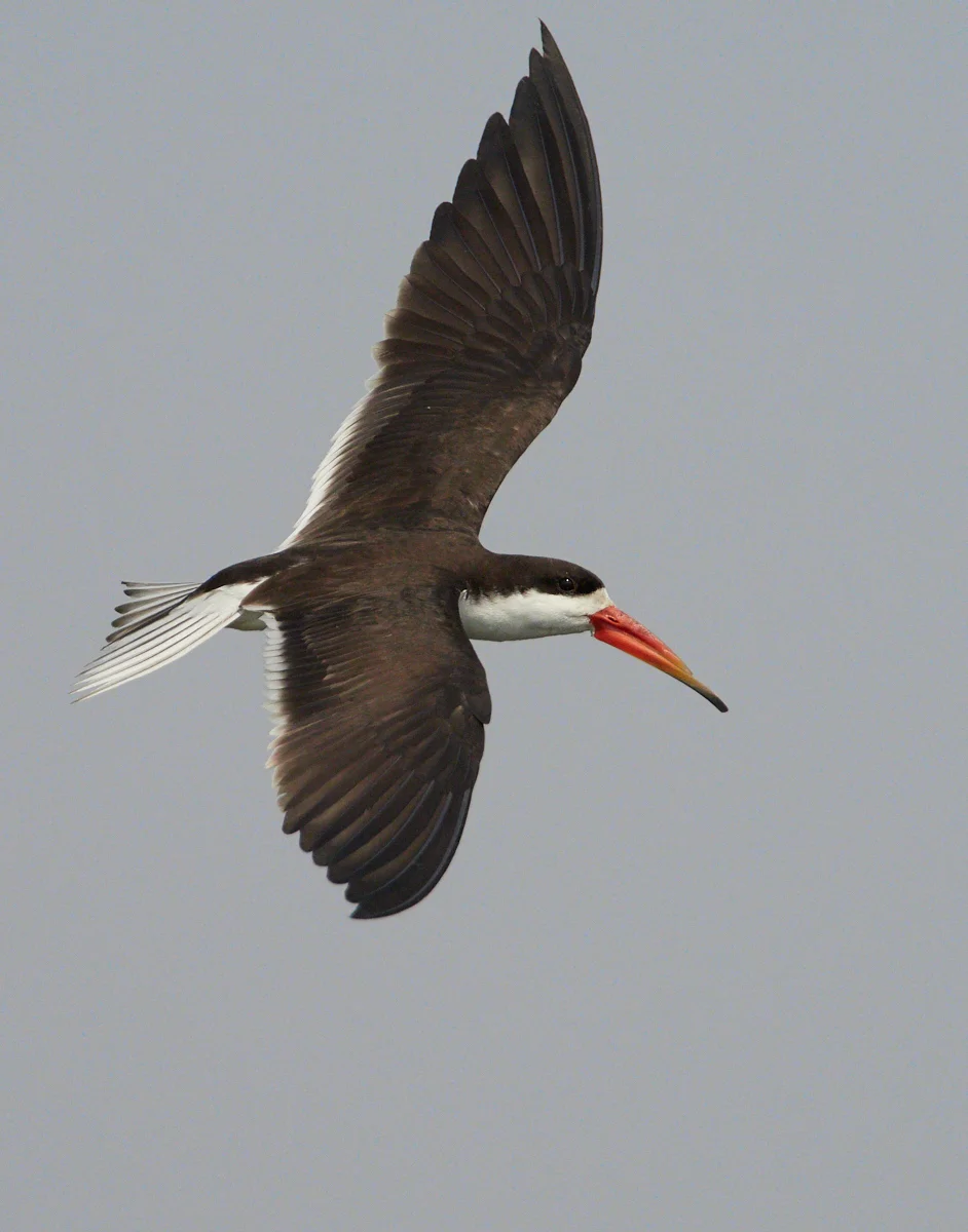 Airborne skimmer