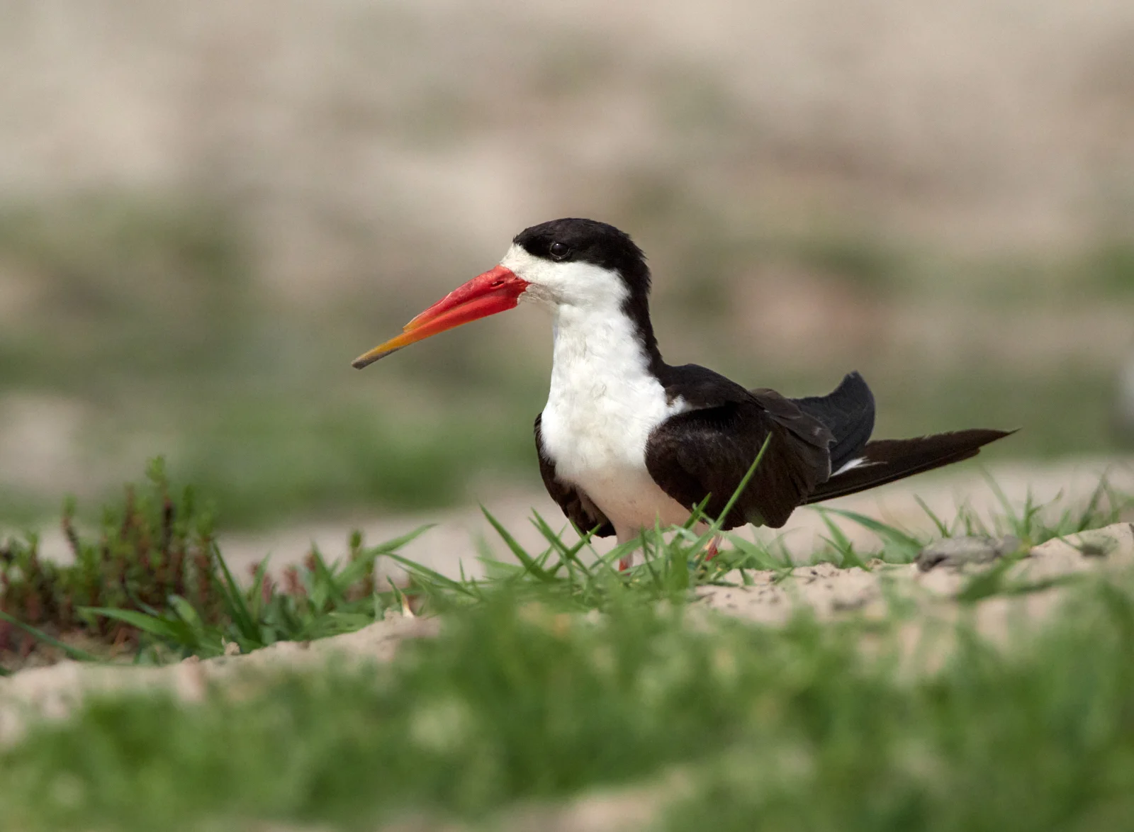 Adult skimmer