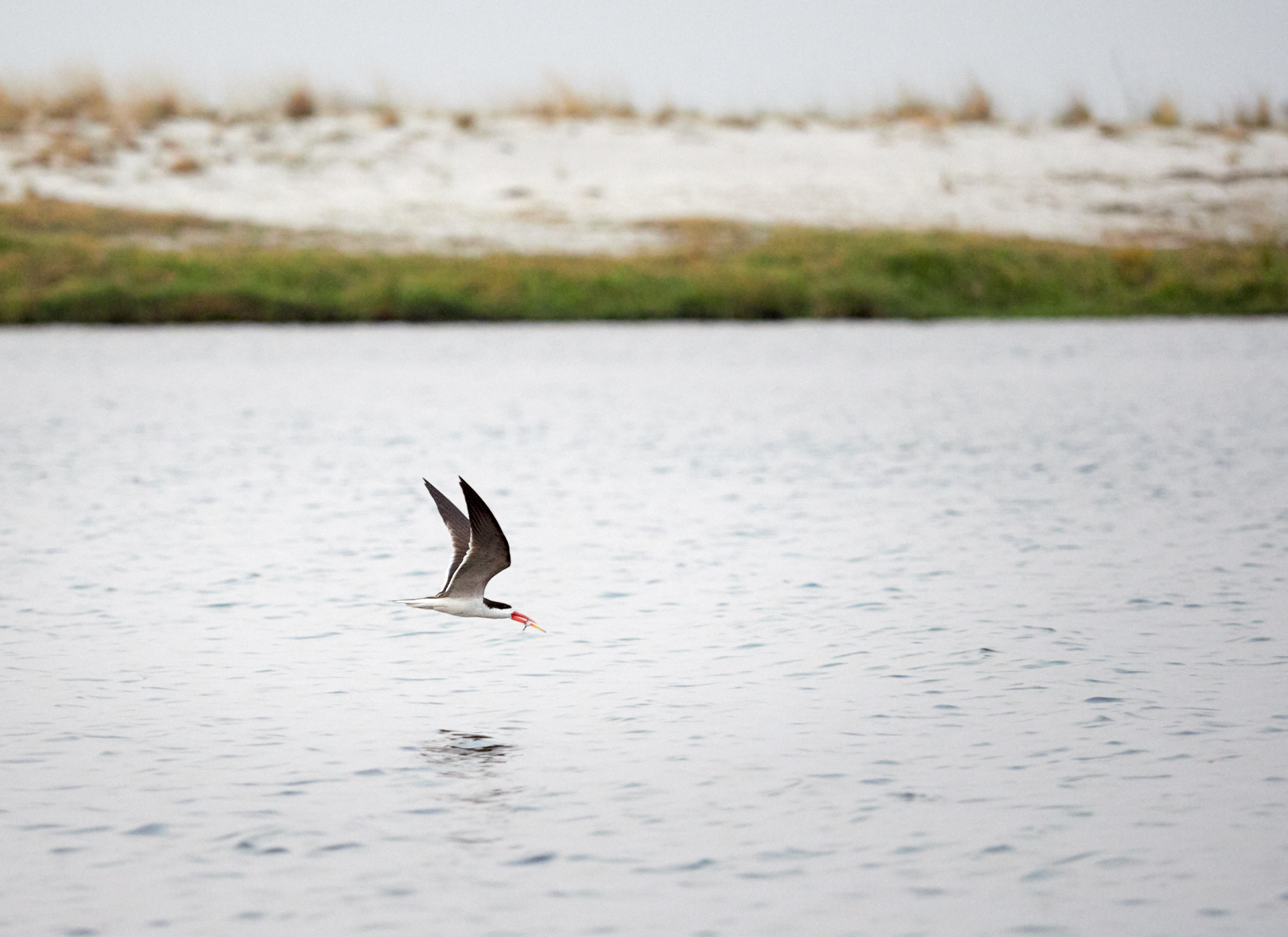 Adult with catch