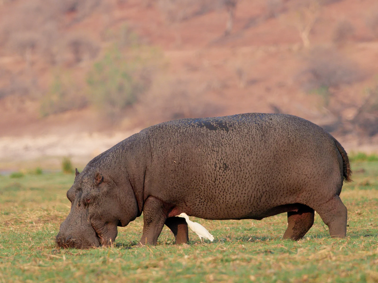 Hippo with egret 1600x1200 sRGB.jpg