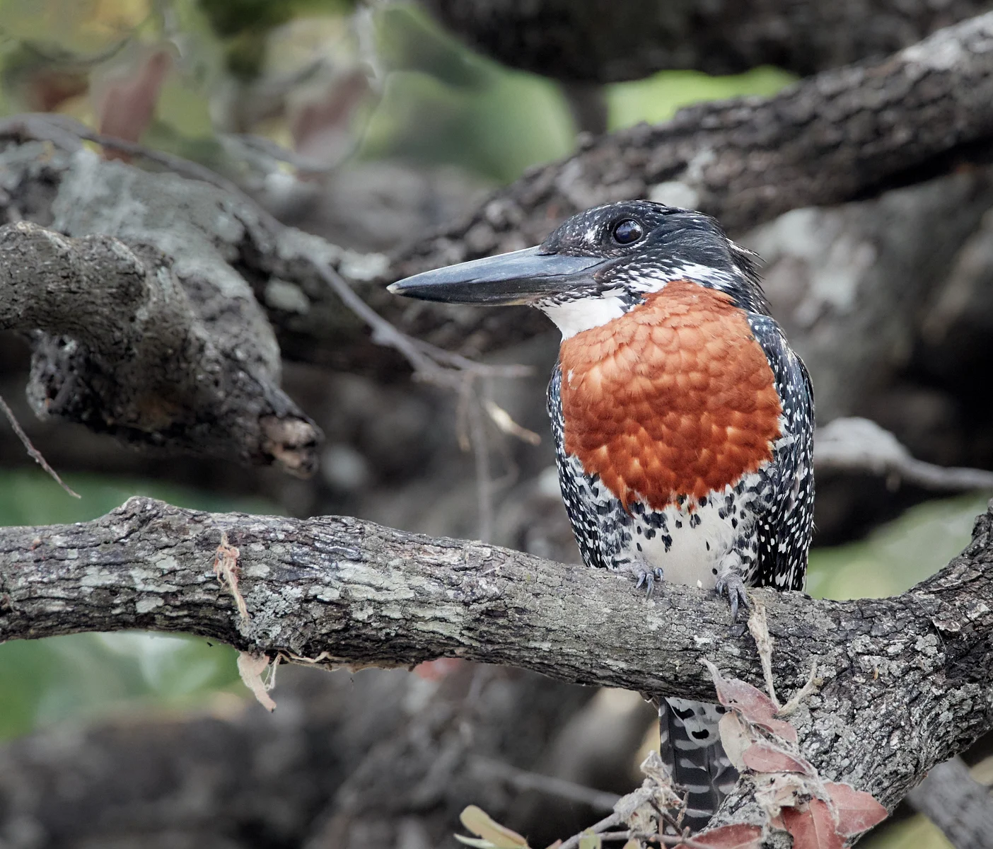 Giant kingfisher 1600x1200 sRGB.jpg