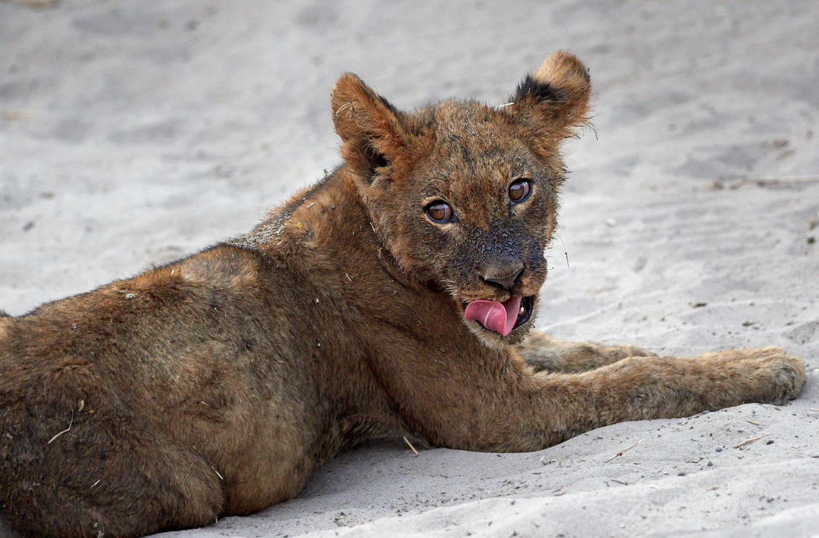 Bloody lion cub 1600x1200 sRGB.jpg