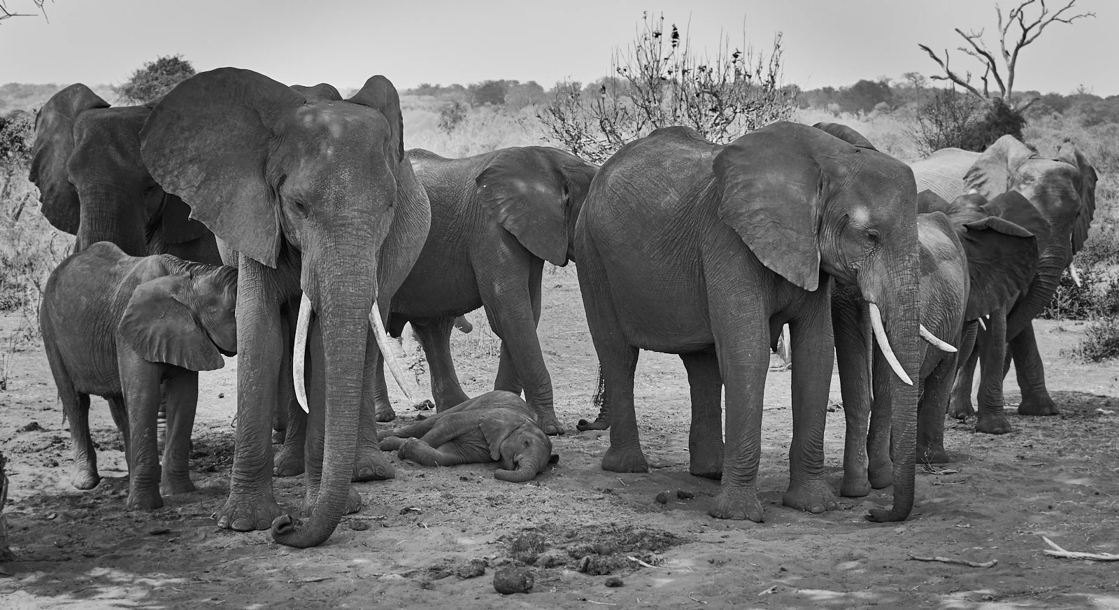Protecting elephants 1600x1200 sRGB.jpg