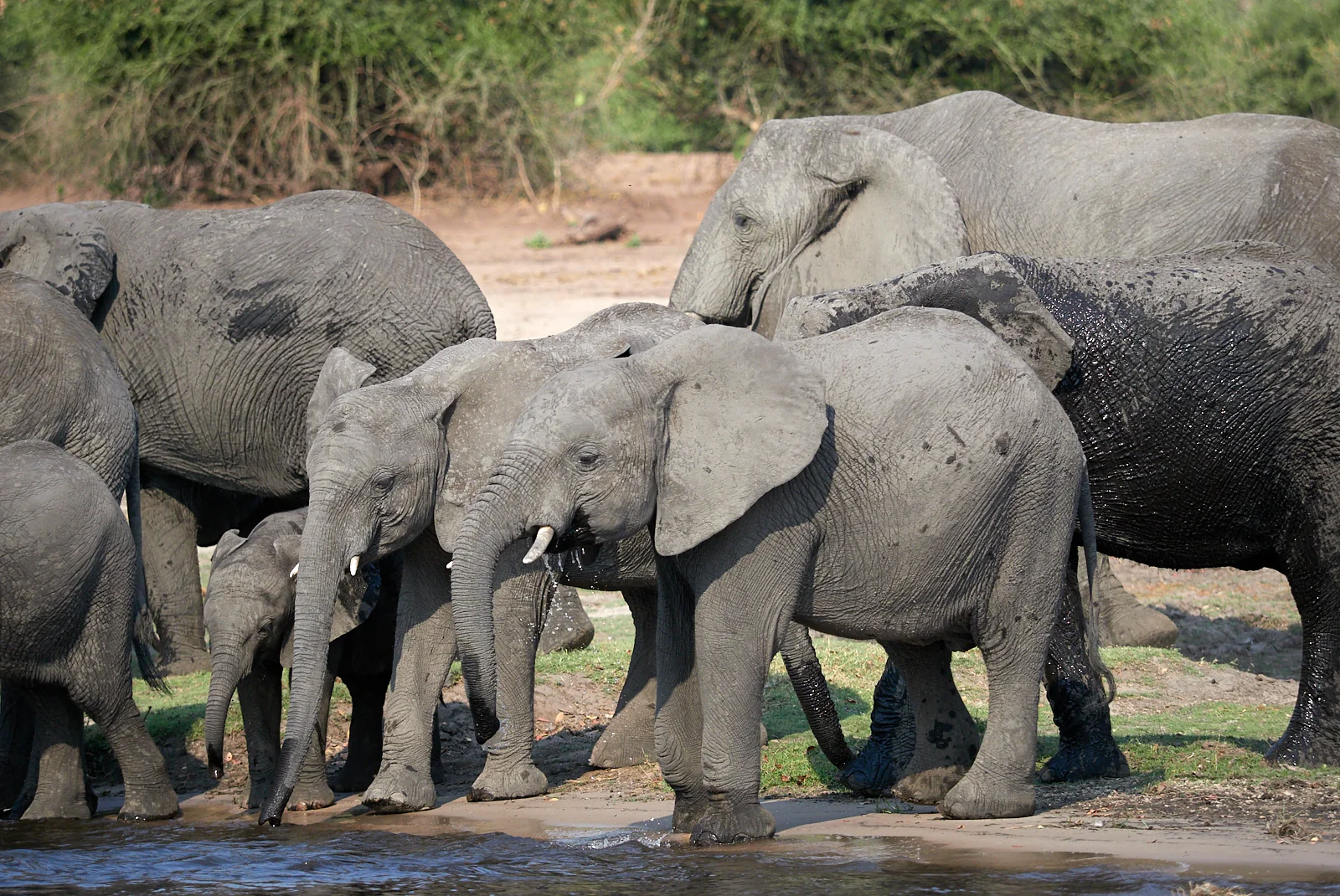 Guarding the young while they drink 1600x1200 sRGB.jpg