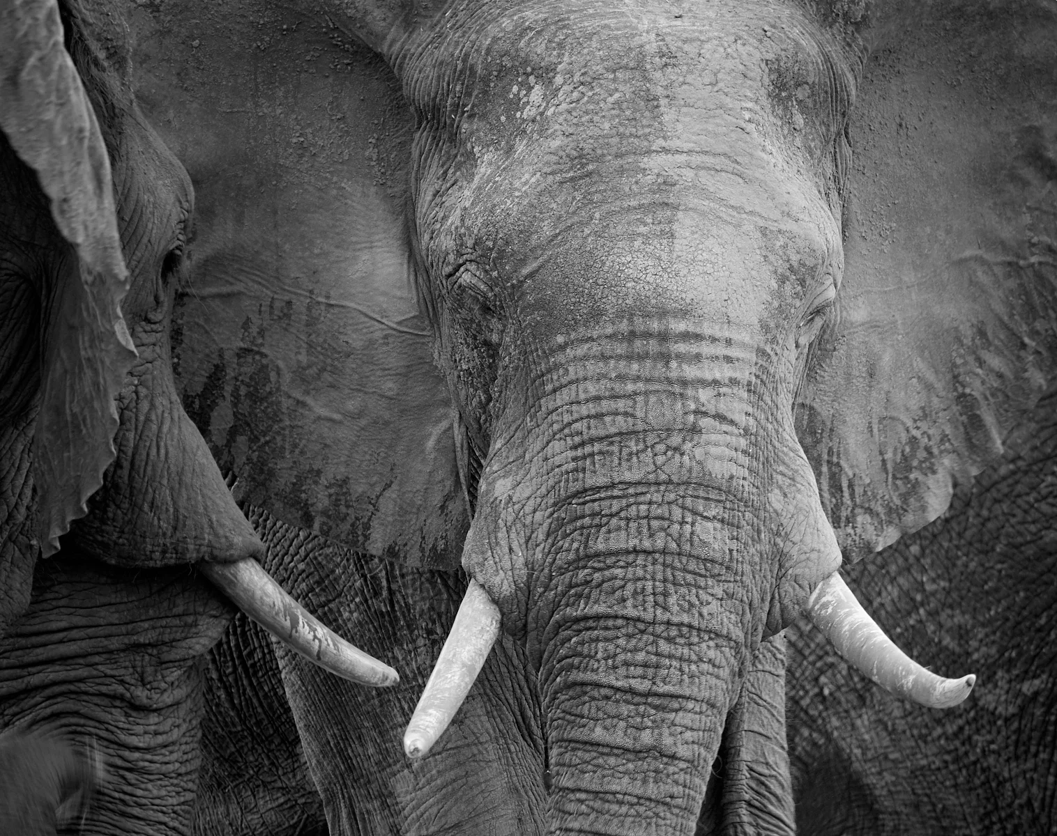 Tuskers 1600x1200 sRGB.jpg